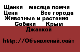 Щенки 4 месяца-помчи › Цена ­ 5 000 - Все города Животные и растения » Собаки   . Крым,Джанкой